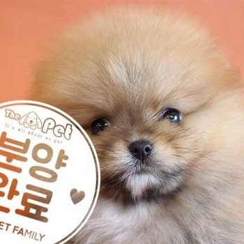 포메라니안 ♂ 9.11 분양완료