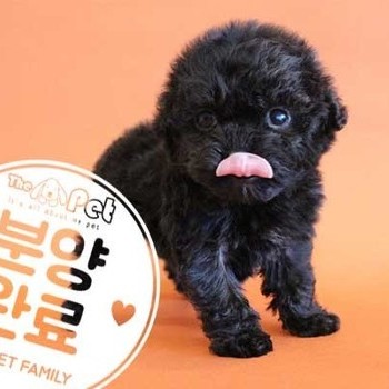 푸들 ♂ 10.19 분양완료