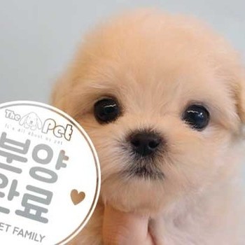 말티푸 ♂ 7.12 분양완료