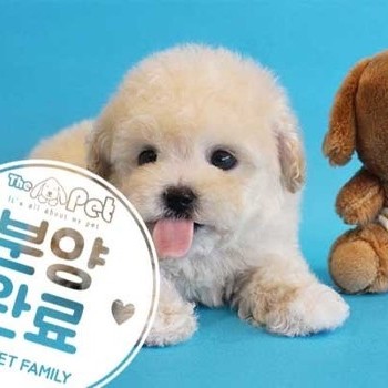 말티푸 ♂ 1.20 분양완료
