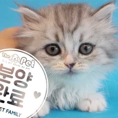 먼치킨 ♀ 5.21 분양완료