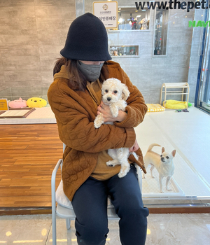 푸들 분양후기 [23.12.16]
