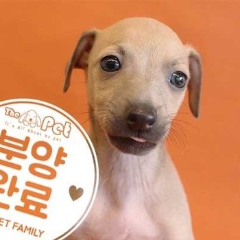 이탈리안그레이하운드 ♀ 10.1 분양완료