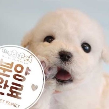 비숑프리제 ♂ 11.23 분양완료
