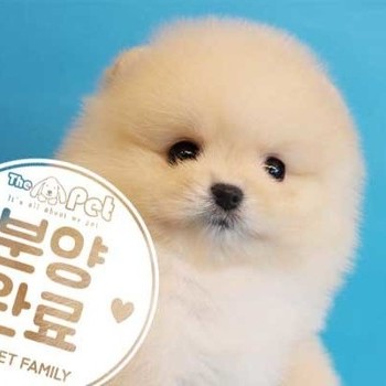 포메라니안 ♂ 1.21 분양완료