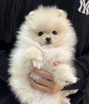 포메라니안 분양후기 [24.11.9]