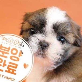  시츄 ♀ 9.10 분양완료