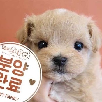 말티푸 ♀ 12.21