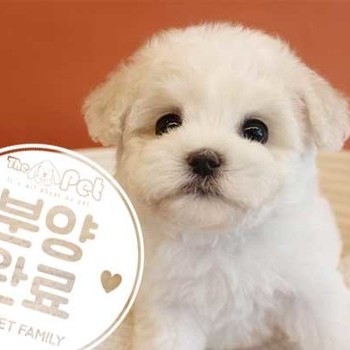 비숑프리제 ♀ 4.26 분양완료
