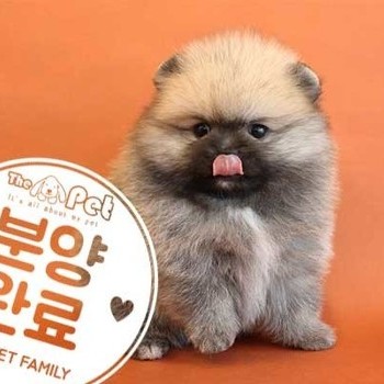포메라니안 ♂ 4.24