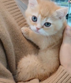 브리티쉬숏헤어 분양후기 [24.11.20]