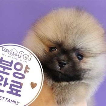 포메라니안 ♂ 7.30 분양완료