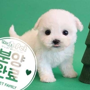 비숑프리제 ♀ 2.8 분양완료