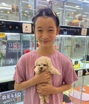 푸들 분양후기 [24.7.16]