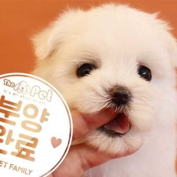말티즈 ♀ 4.6 분양완료