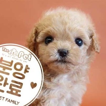 말티푸 ♀ 7.21 분양완료