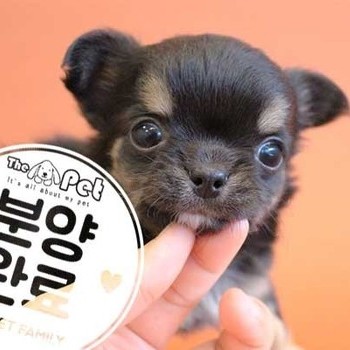 치와와 ♂ 08.19 분양완료