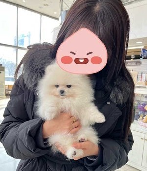 포메라니안 분양후기 [24.1.11]