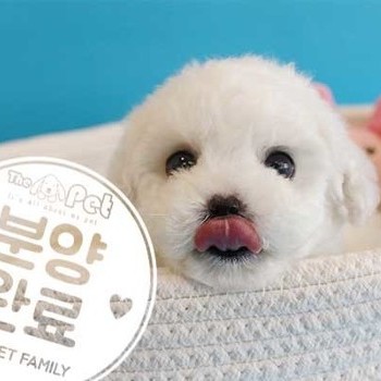 비숑프리제 ♂ 12.8 분양완료