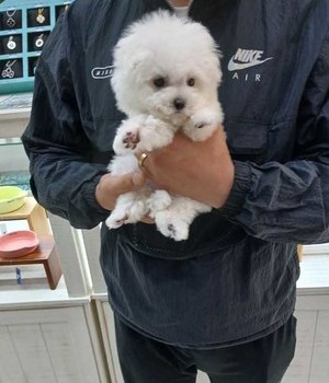 비숑프리제 분양후기 [24.11.15]