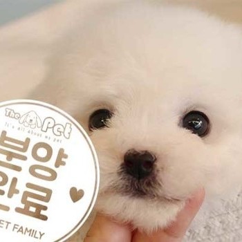 비숑프리제 ♀ 11.22 분양완료