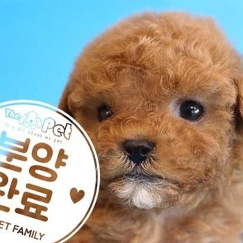 푸들 ♂ 3.7 분양완료