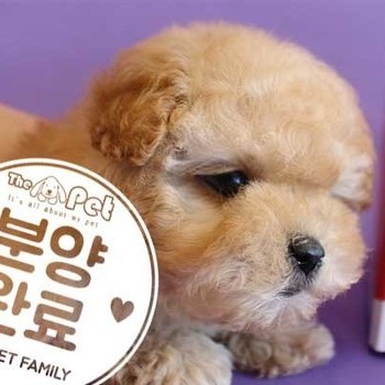 말티푸 ♀ 10.19 분양완료