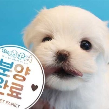 말티즈 ♀ 1.27 분양완료