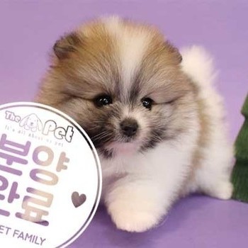 포메라니안 ♀ 9.24 분양완료