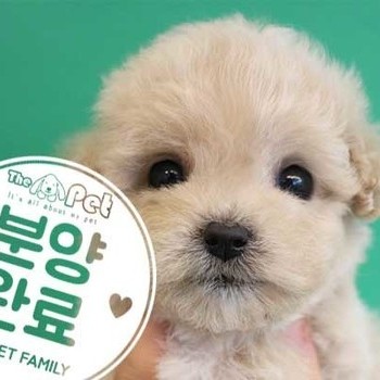 말티푸 ♀ 11.04 분양완료