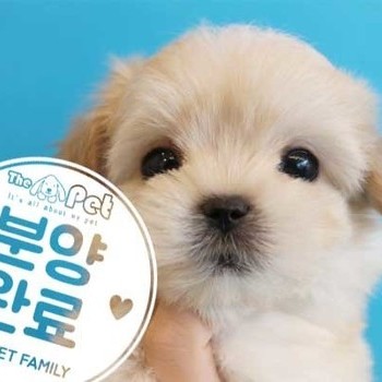 말티푸 ♂ 1.21 분양완료