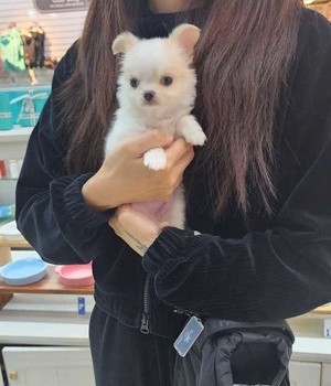 치와와 분양후기 [24.10.27]