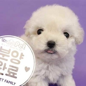 말티푸 ♀ 9.24 분양완료
