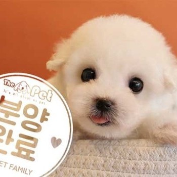 비숑프리제 ♂ 12.21 분양완료