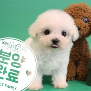 말티푸 ♂ 09.15 분양완료