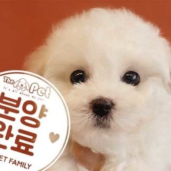비숑프리제 ♂ 9.11 분양완료
