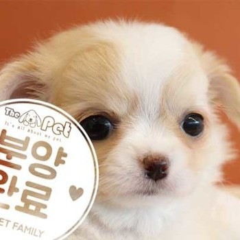 장모치와와 ♀ 12.15 분양완료