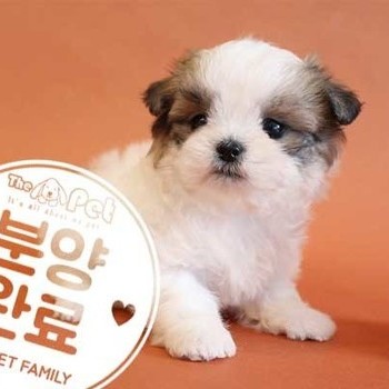 말티푸 ♀ 9.12 분양완료