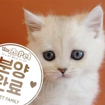 브리티쉬숏헤어 ♂ 3.19 분양완료