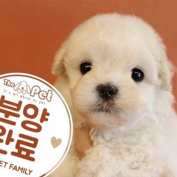 말티푸 ♀ 6.29 분양완료