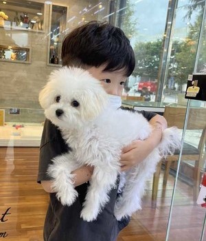푸들 분양후기 [24.9.18]