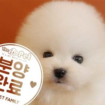 포메라니안 ♀ 9.11 분양완료