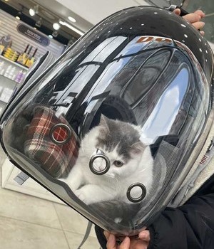 브리티쉬 분양후기 [24.2.14]
