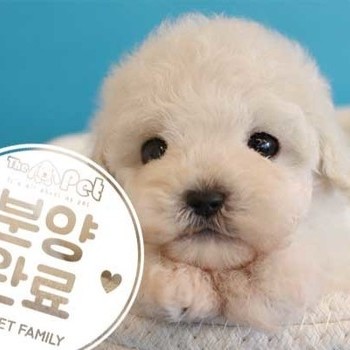 푸들 ♂ 1.14 분양완료