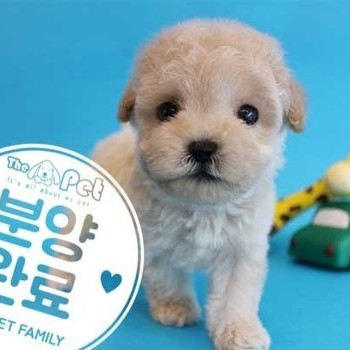 말티푸 ♂ 4.11 분양완료
