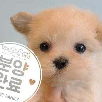말티푸 ♀ 7.11 분양완료
