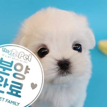 말티즈 ♂ 5.4 분양완료