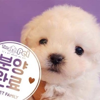 비숑프리제 ♂ 10.19 분양완료