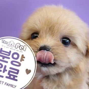 말티푸 ♀ 10.9 분양완료