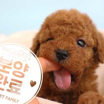 푸들 ♂ 02.25 분양완료